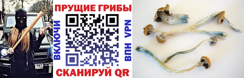 Купить закладки  Дмитриев  Галлюциногенные грибы мухоморы 
